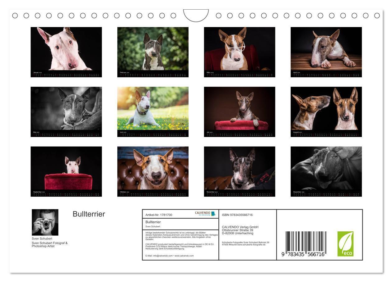 Bild: 9783435566716 | Bullterrier (Wandkalender 2025 DIN A4 quer), CALVENDO Monatskalender