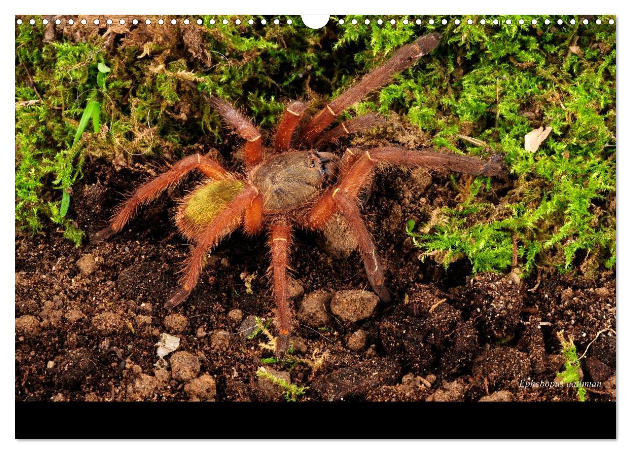 Bild: 9783435775866 | Vogelspinnen - Tarantulas (Wandkalender 2025 DIN A3 quer), CALVENDO...