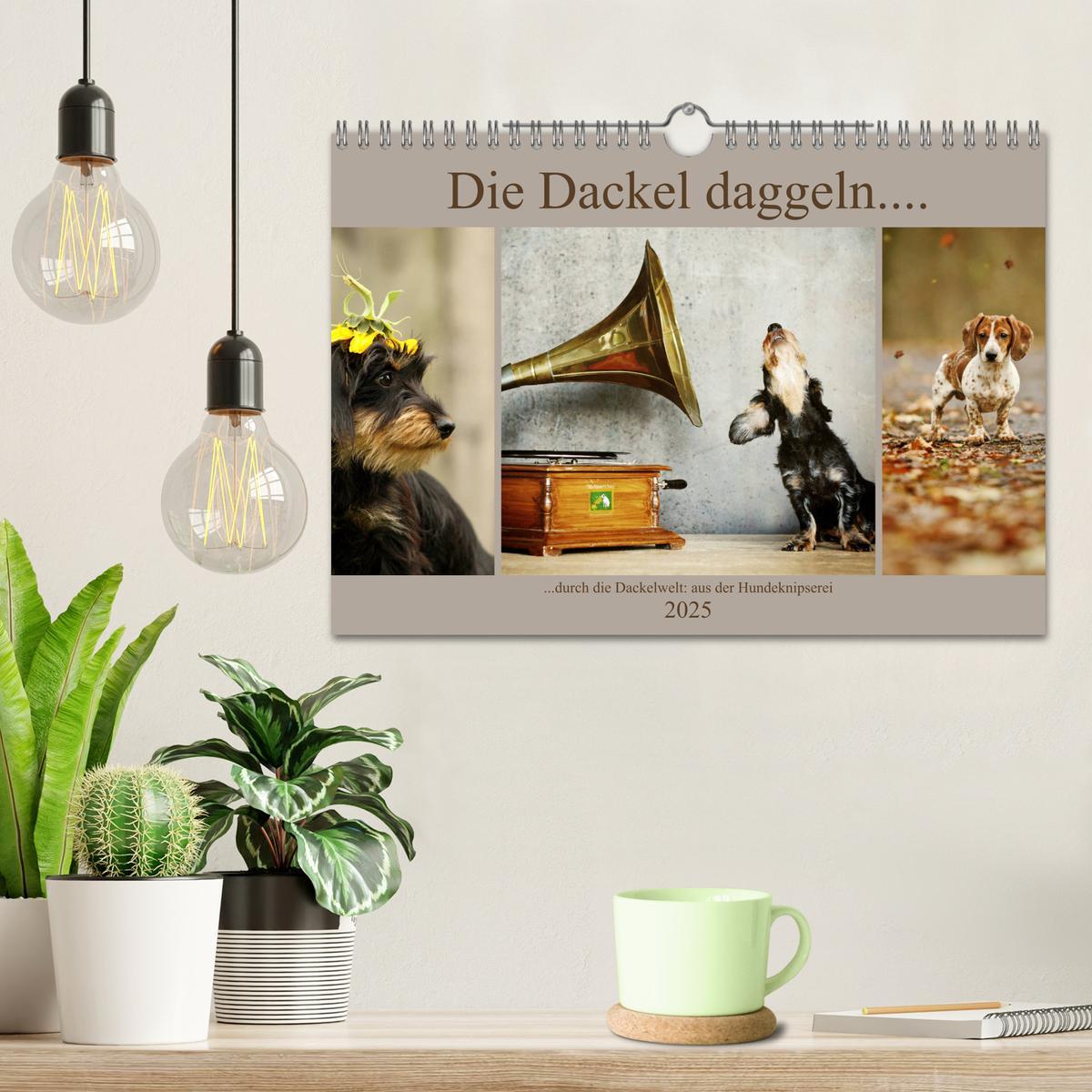 Bild: 9783435392599 | Die Dackel daggeln.... (Wandkalender 2025 DIN A4 quer), CALVENDO...