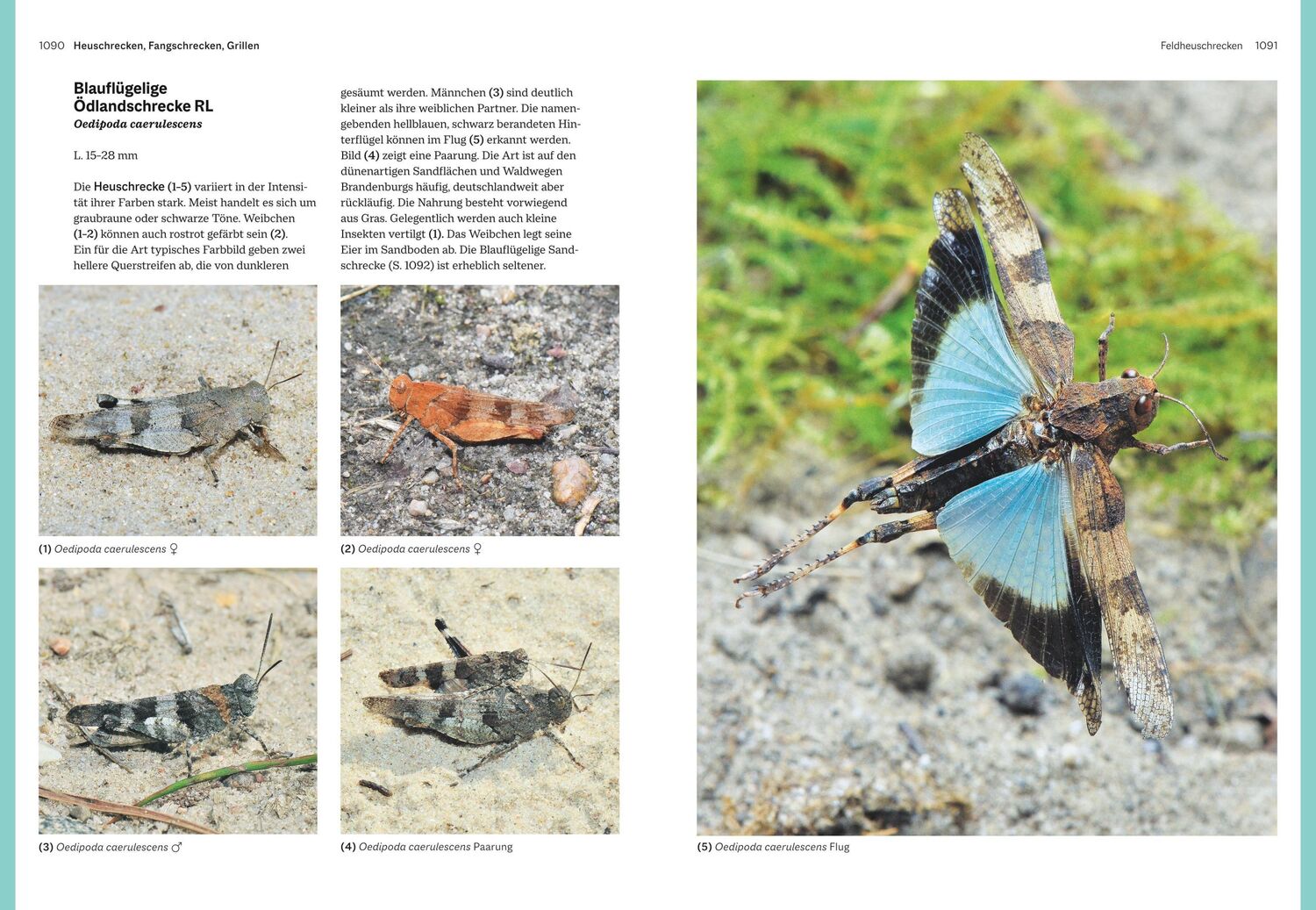 Bild: 9783967470482 | Das große BLV Handbuch Insekten | Marina Gerhardt (u. a.) | Buch | BLV