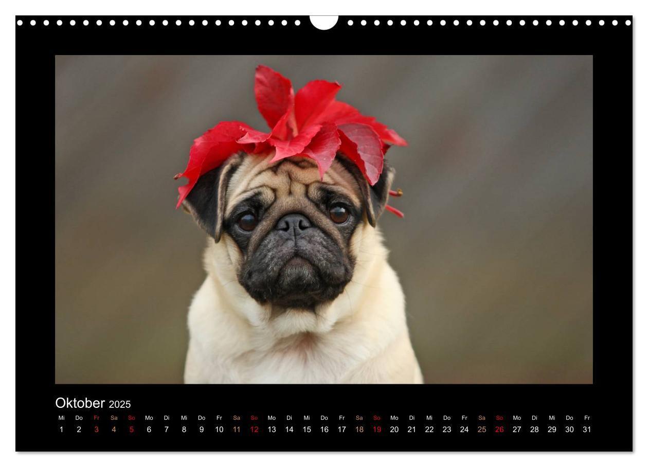 Bild: 9783435645336 | Der Feldfurchen-Mops (Wandkalender 2025 DIN A3 quer), CALVENDO...