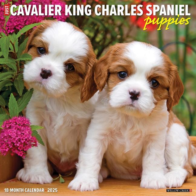 Cover: 9781549242267 | Just Cavalier King Charles Spaniel Puppies 2025 12 X 12 Wall Calendar