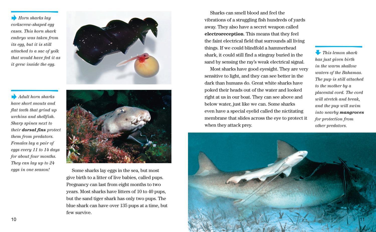 Bild: 9780008358112 | Face to Face with Sharks | Level 5 | David Doubilet (u. a.) | Buch