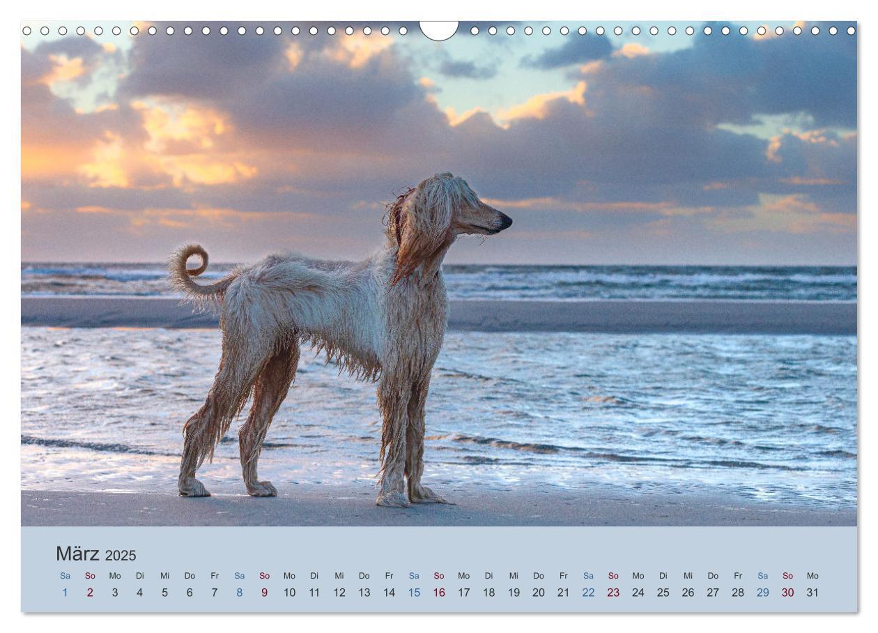 Bild: 9783435413324 | AFGHANISCHE WINDHUNDE 2025 (Wandkalender 2025 DIN A3 quer),...