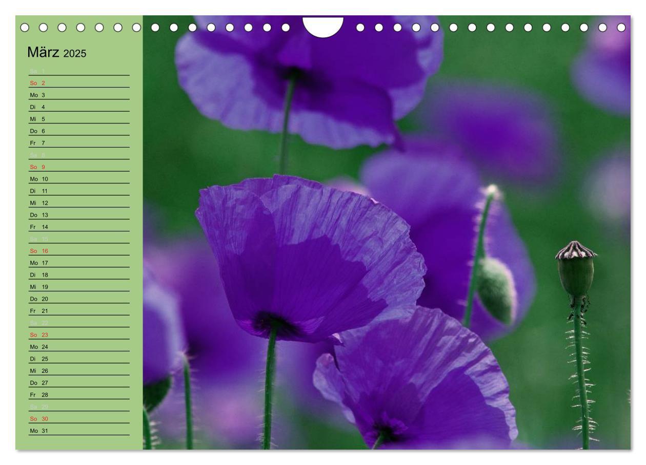 Bild: 9783435842339 | Mohnblumen Träume (Wandkalender 2025 DIN A4 quer), CALVENDO...