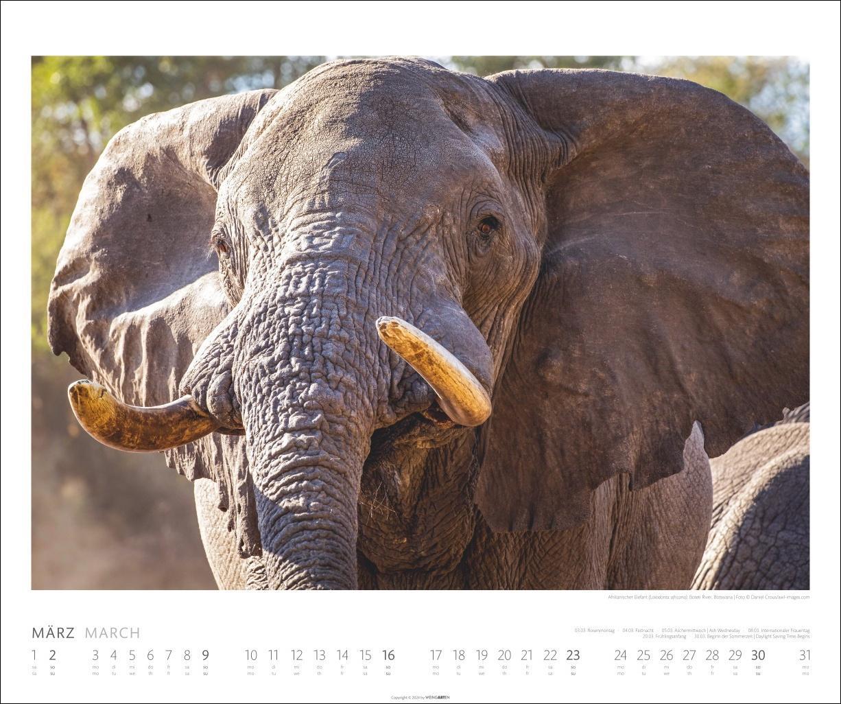 Bild: 9783839900284 | Elefanten Kalender 2025 | Kalender | Spiralbindung | 14 S. | Deutsch