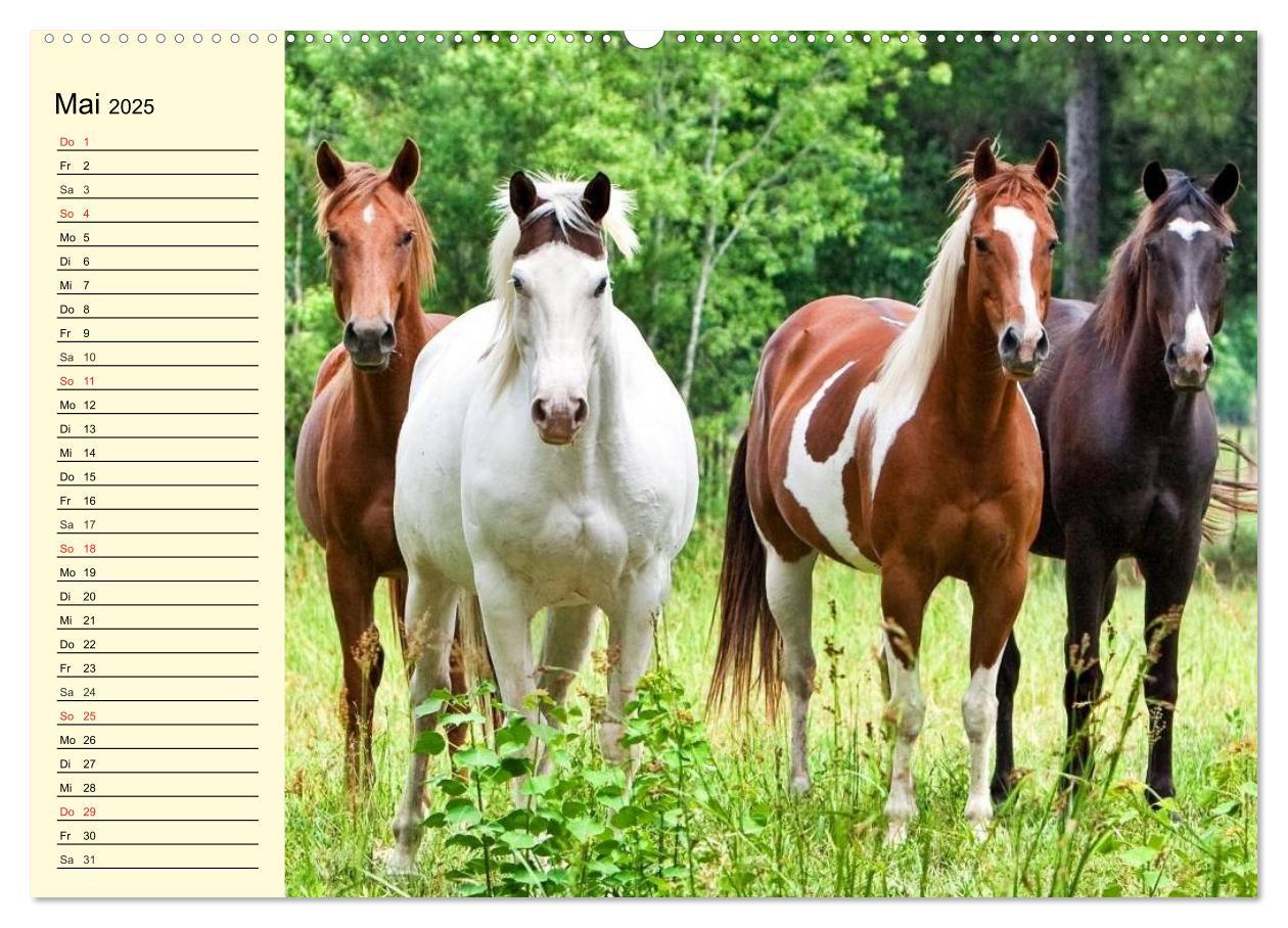 Bild: 9783435528912 | Wilde Pferde. Mustangs in USA (Wandkalender 2025 DIN A2 quer),...