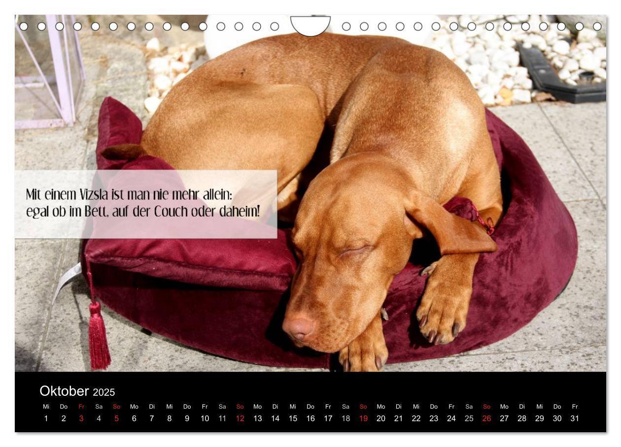 Bild: 9783435518968 | Magyar Vizsla - Zauberhafte Kobolde (Wandkalender 2025 DIN A4...