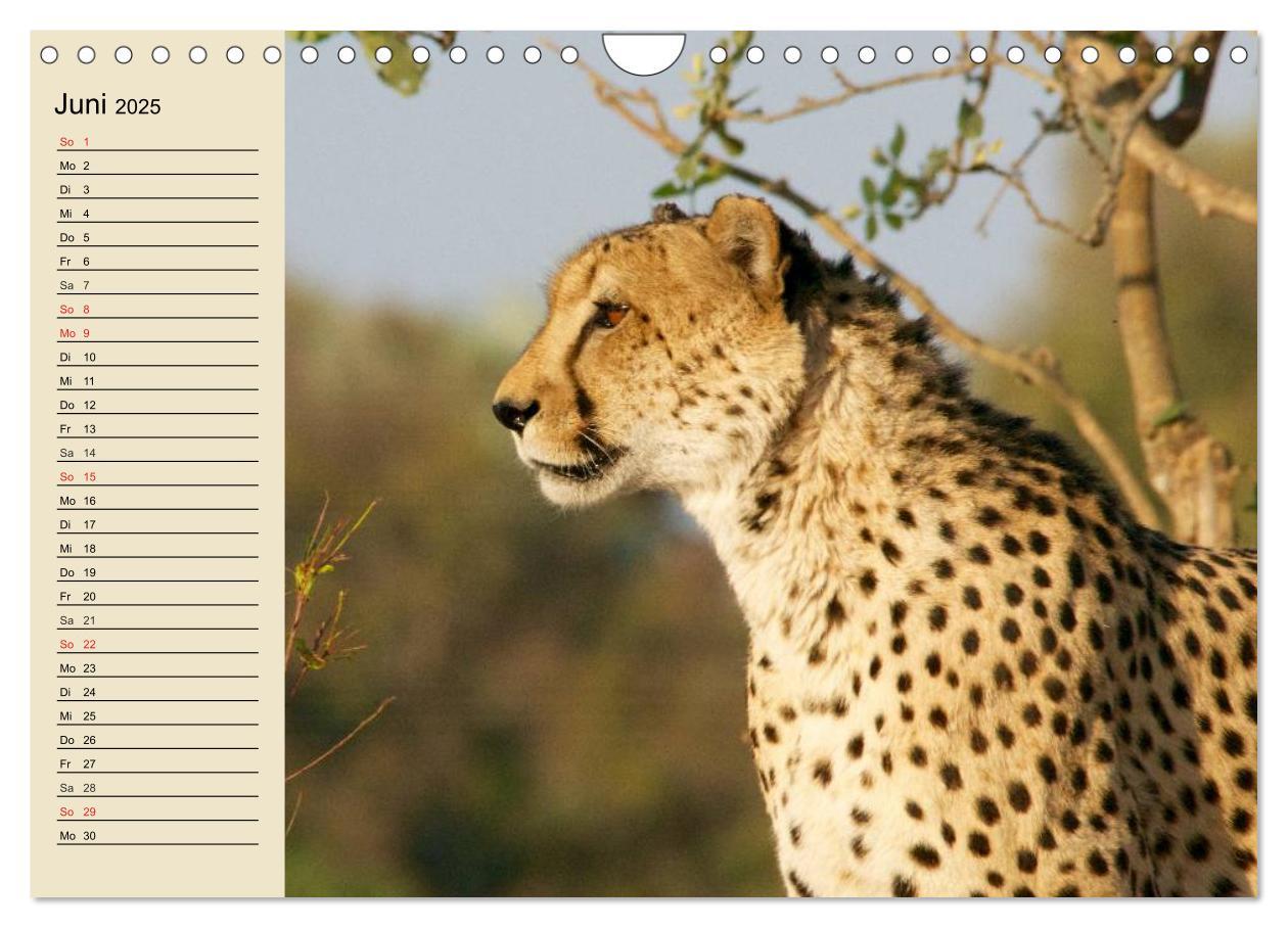 Bild: 9783435725328 | Die Lautlosen. Geparden und Leoparden (Wandkalender 2025 DIN A4...