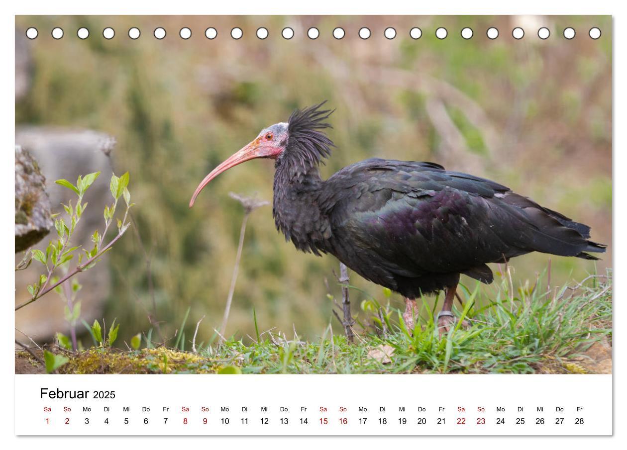 Bild: 9783435135714 | Der Waldrapp - Ein skurriler Vogel (Tischkalender 2025 DIN A5...