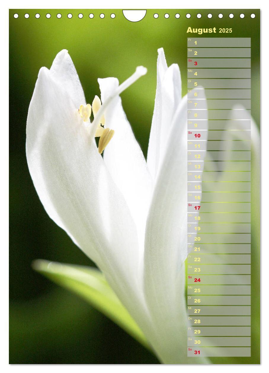 Bild: 9783435974887 | Hostas Herzblattlilien Funkien (Wandkalender 2025 DIN A4 hoch),...