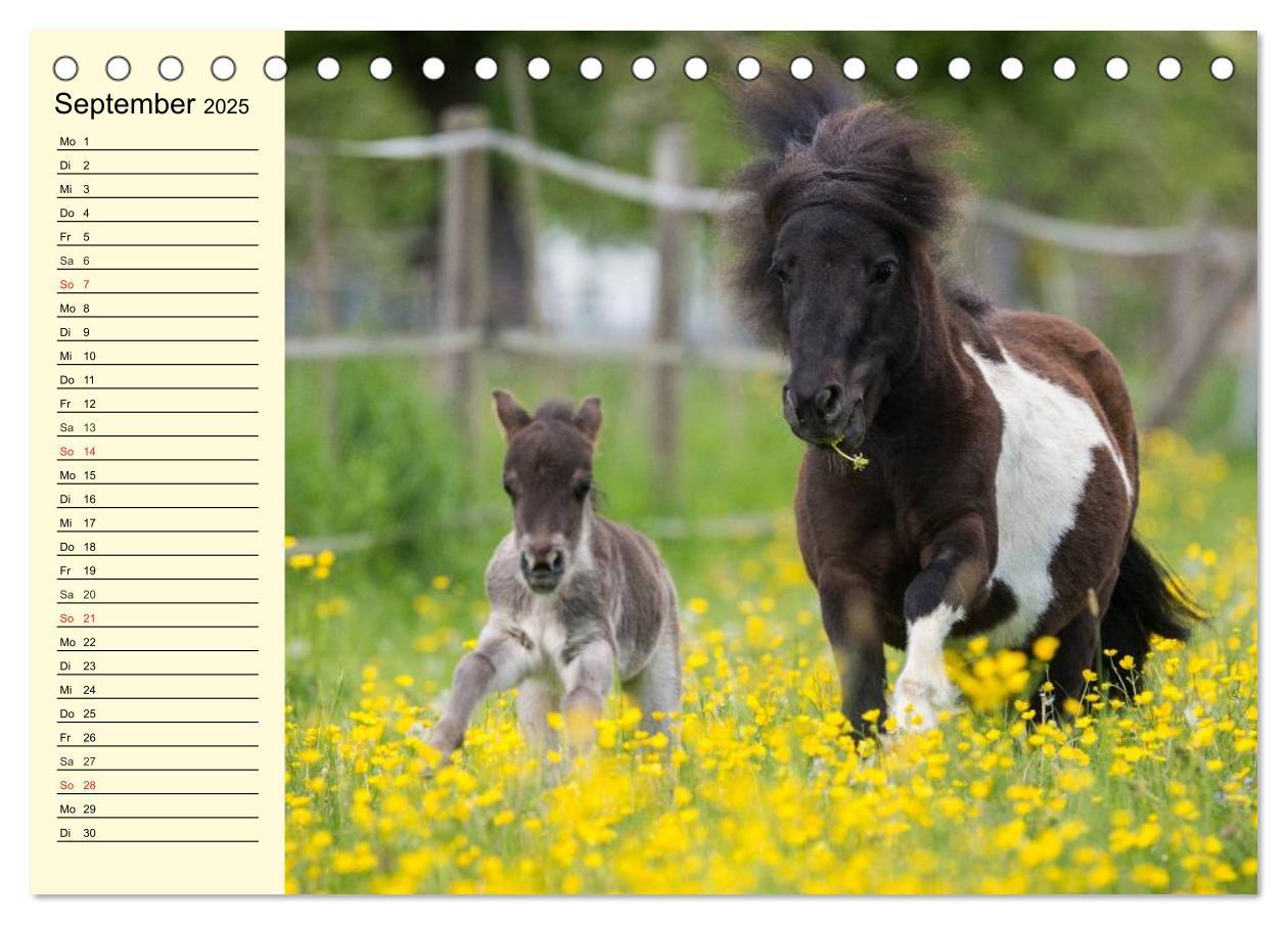 Bild: 9783435651184 | Ponys. Herzensbrecher mit Grips (Tischkalender 2025 DIN A5 quer),...