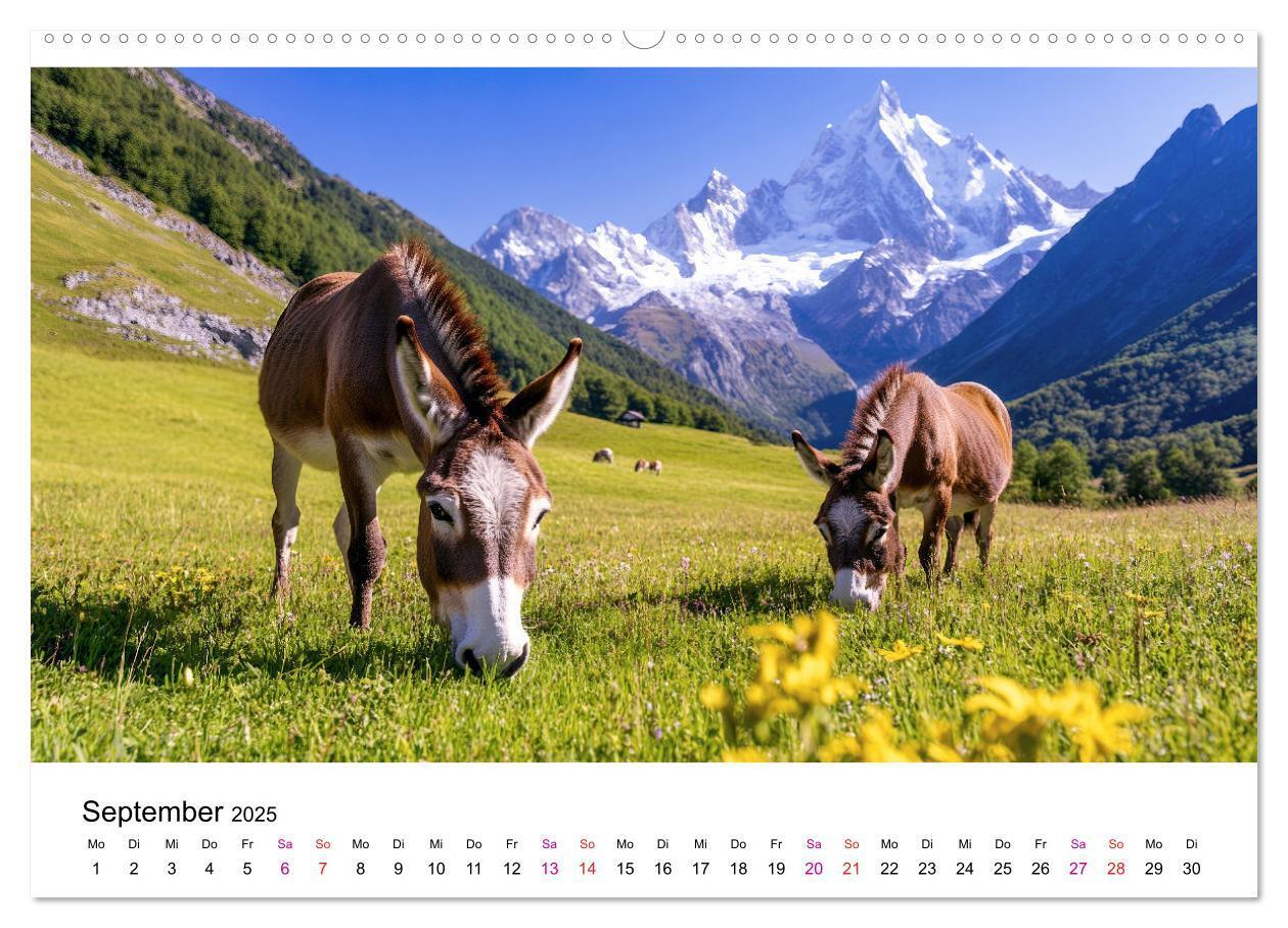 Bild: 9783457215272 | Esel - neugierige Typen (Wandkalender 2025 DIN A2 quer), CALVENDO...