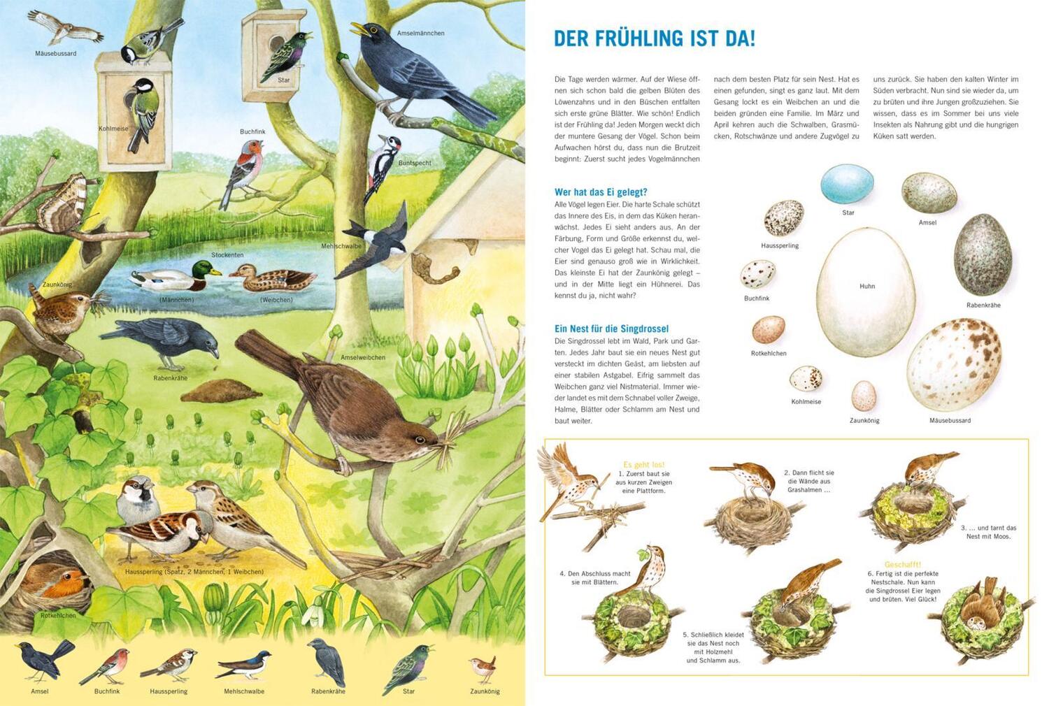 Bild: 9783551255013 | Mein großes Vogelbuch | Über 50 heimische Vogelarten entdecken | Buch