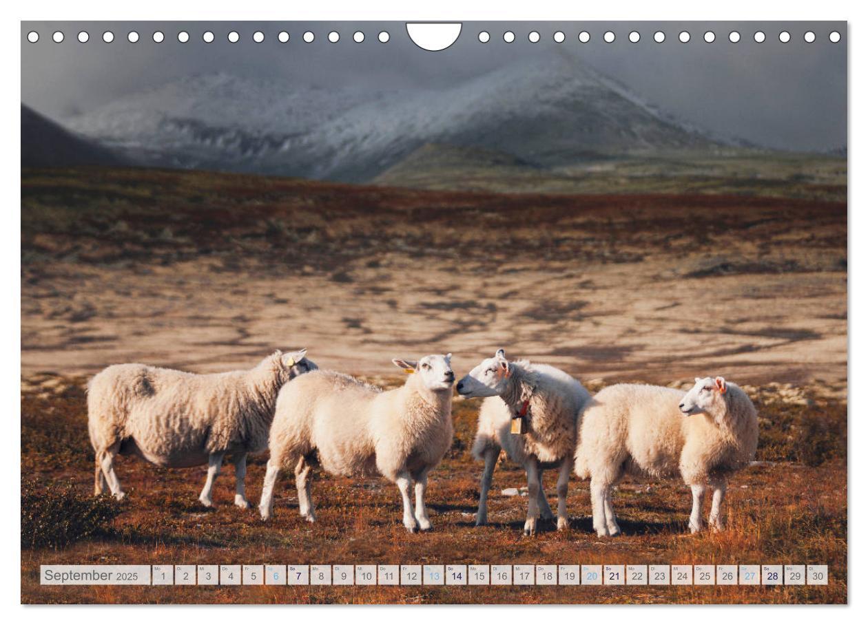 Bild: 9783435185337 | Schafe - Raues Wetter, weiche Wolle (Wandkalender 2025 DIN A4...