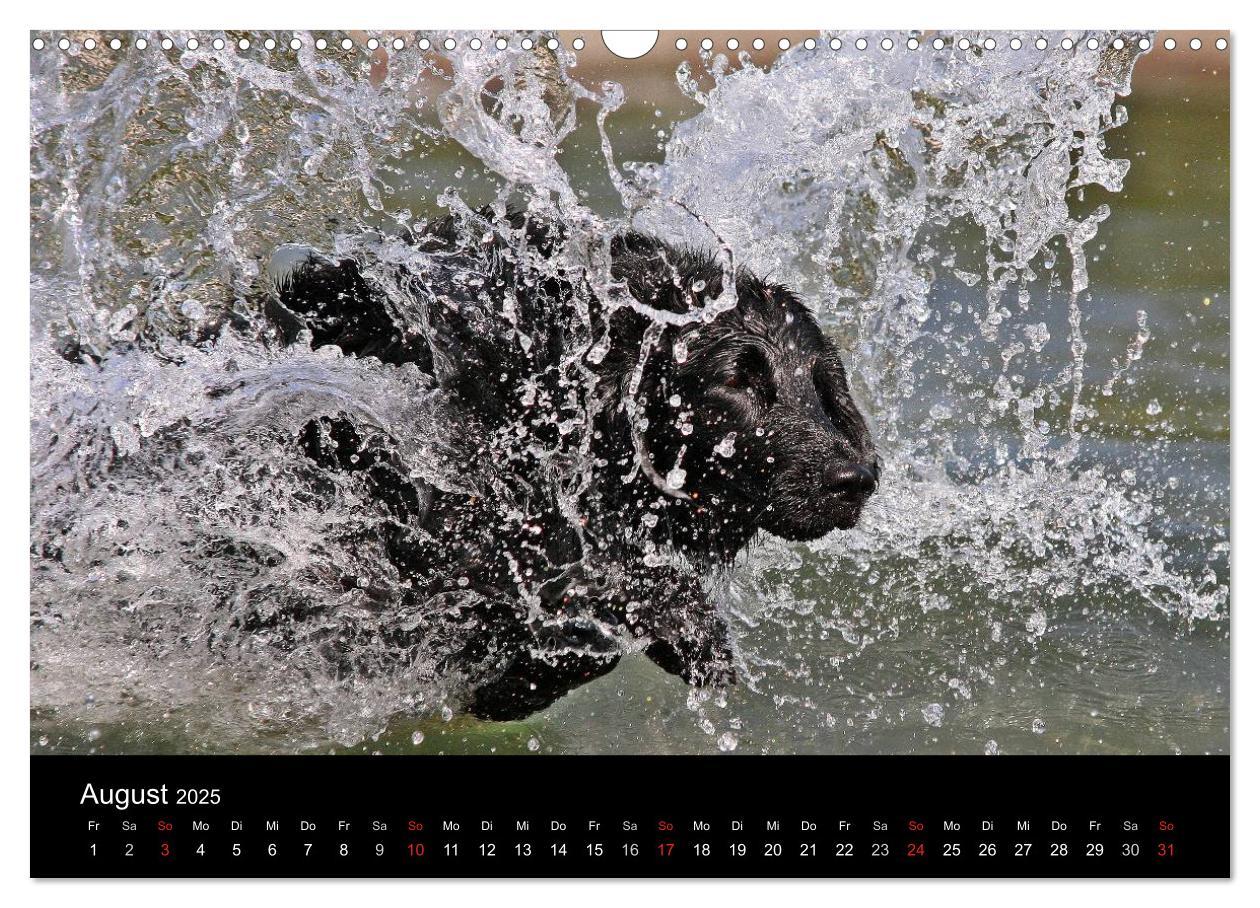 Bild: 9783435726066 | Flatcoated Retriever (Wandkalender 2025 DIN A3 quer), CALVENDO...