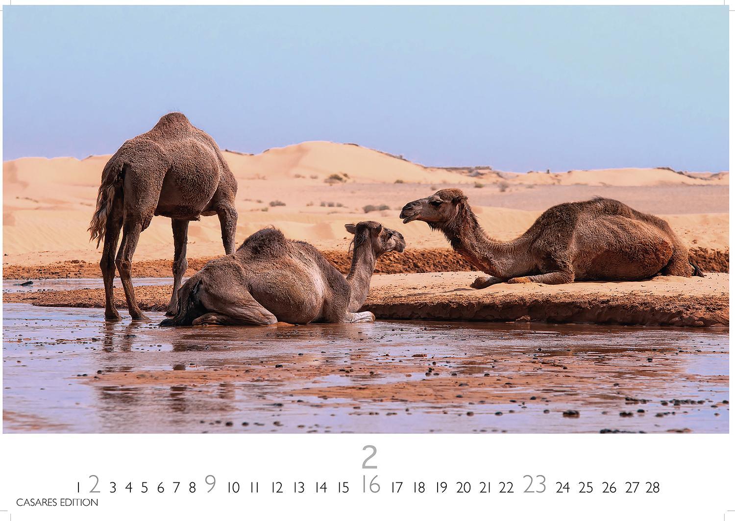 Bild: 9781835240533 | Sahara 2025 S 24x35 cm | Kalender | 14 S. | Deutsch | 2025