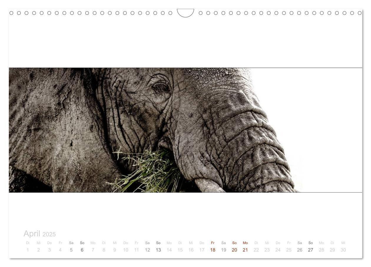 Bild: 9783435687145 | Serengeti Panorama (Wandkalender 2025 DIN A3 quer), CALVENDO...