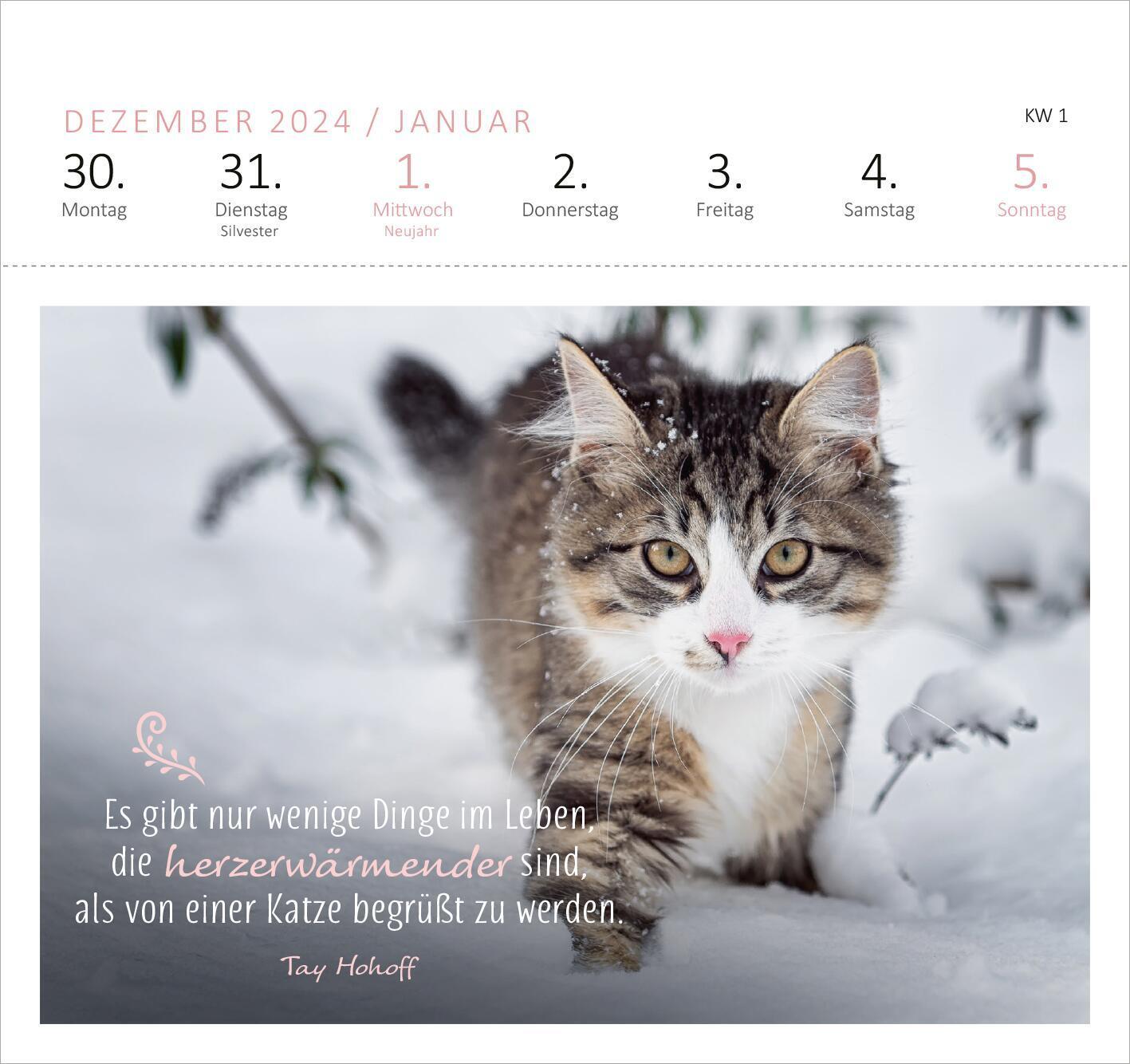 Bild: 4014489132721 | Postkartenkalender Katzenweisheiten 2025 | Kalender | Spiralaufsteller