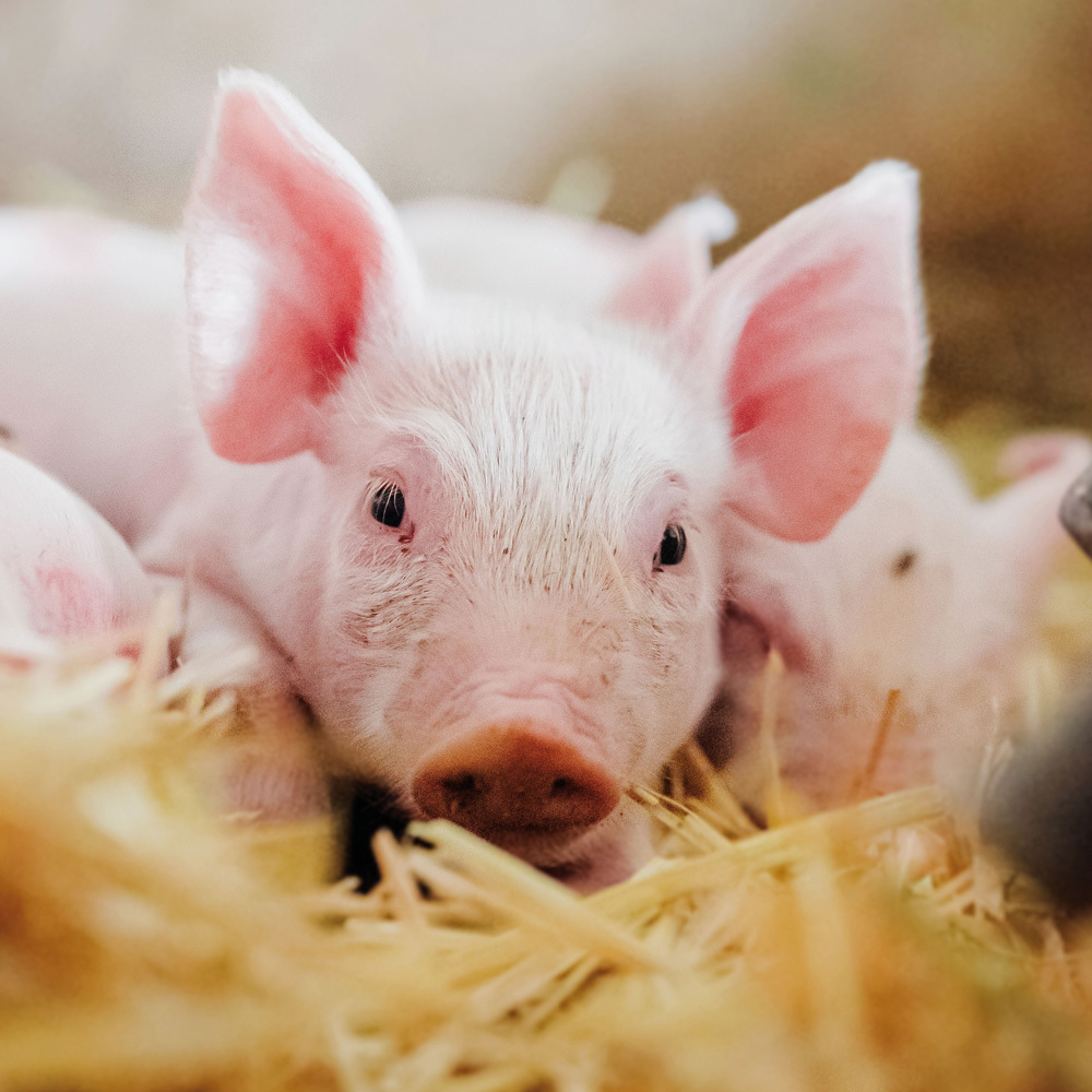 Bild: 9783959293358 | Piggies/Schweinchen 2024 | Kalender 2024 | Kalender | Drahtheftung