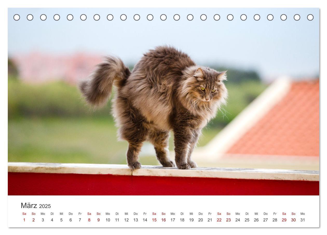 Bild: 9783383887376 | Tierisches Yoga - Eine Tierwelt voller Yogis. (Tischkalender 2025...