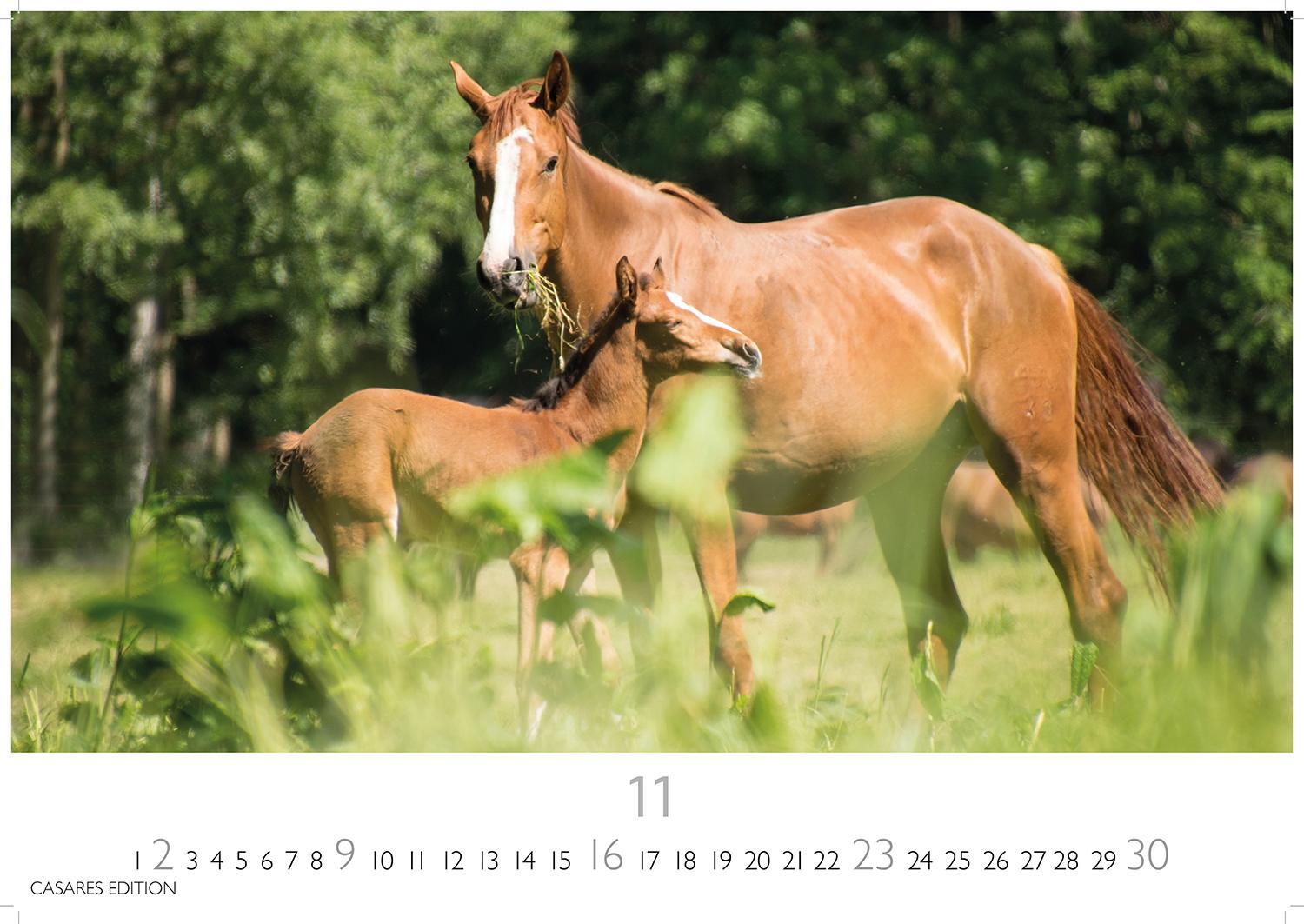 Bild: 9781835242230 | Pferde 2025 S 24x35cm | Kalender | 14 S. | Deutsch | 2025
