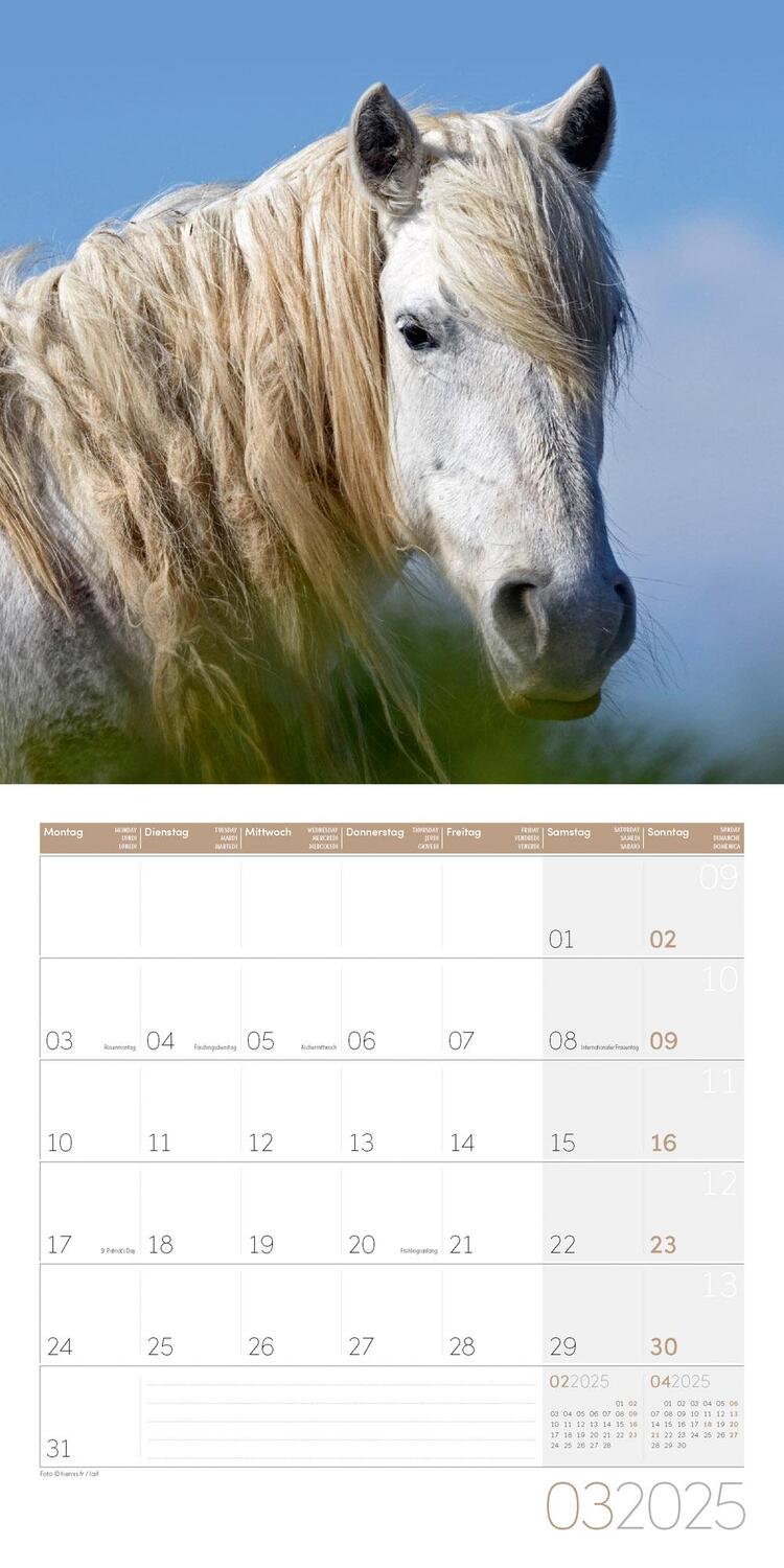Bild: 9783838445212 | Pferde Kalender 2025 - 30x30 | Ackermann Kunstverlag | Kalender | 2025