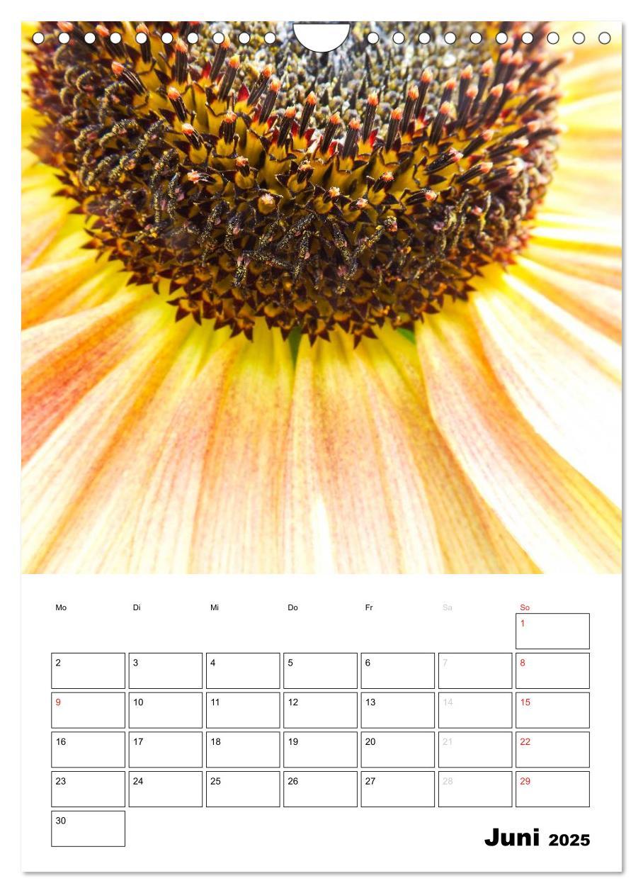 Bild: 9783457005170 | Strahlende Sonnenblumen (Wandkalender 2025 DIN A4 hoch), CALVENDO...