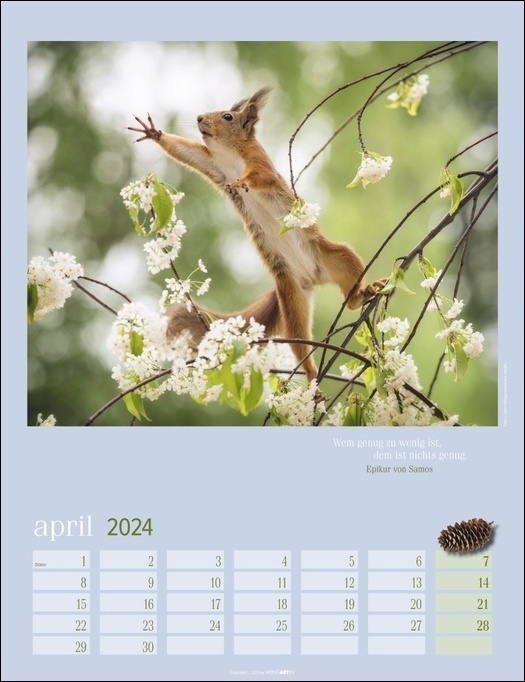 Bild: 9783840085642 | Eichhörnchen. Wandkalender 2024. Fotokalender mit süßen...