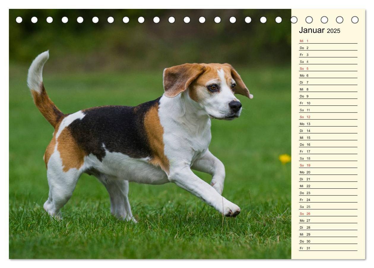 Bild: 9783435540396 | Beagle - Herz auf 4 Pfoten (Tischkalender 2025 DIN A5 quer),...