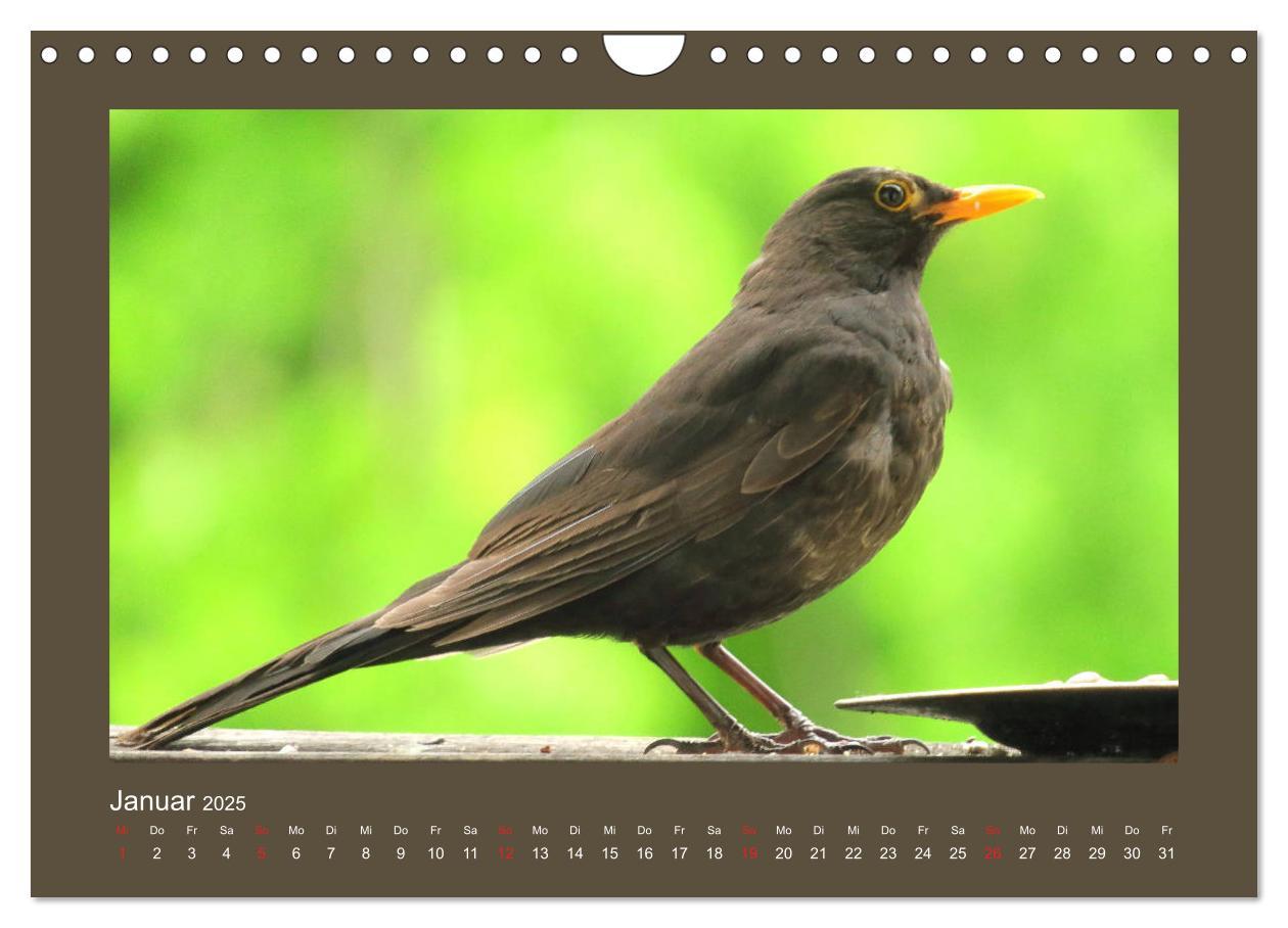 Bild: 9783435206049 | Vogelporträts - Heimische Vögel auf meinem Balkon (Wandkalender...