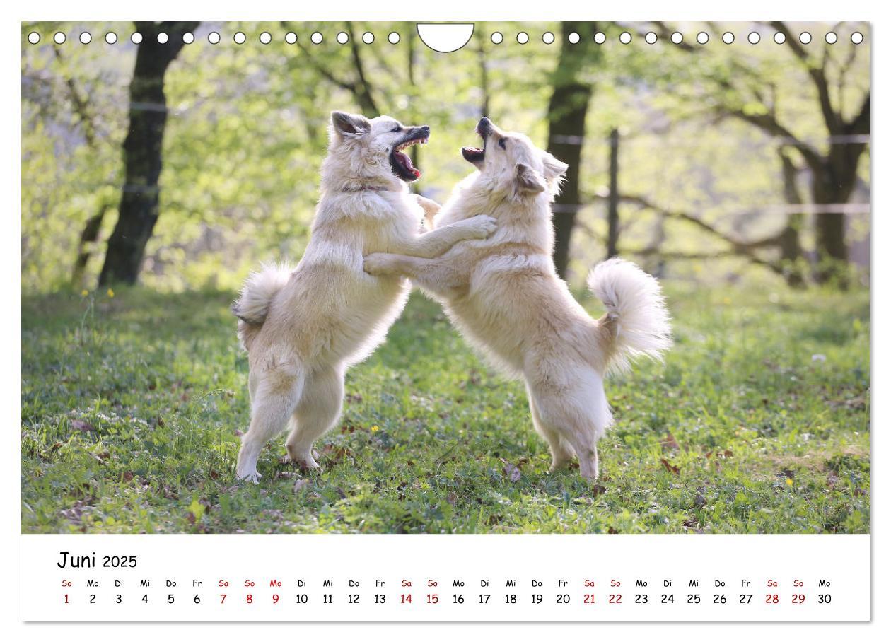 Bild: 9783383973161 | Islandhunde (Wandkalender 2025 DIN A4 quer), CALVENDO Monatskalender