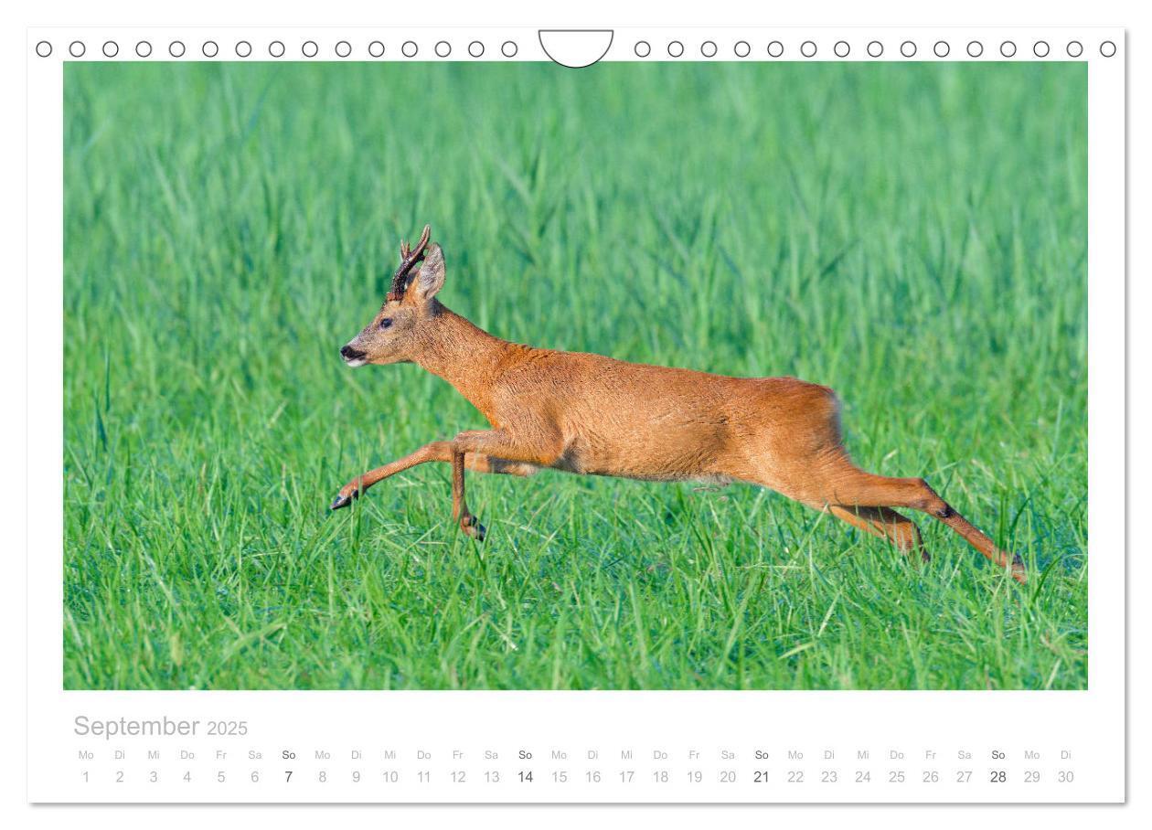 Bild: 9783435111107 | Rehwild 2025 (Wandkalender 2025 DIN A4 quer), CALVENDO Monatskalender