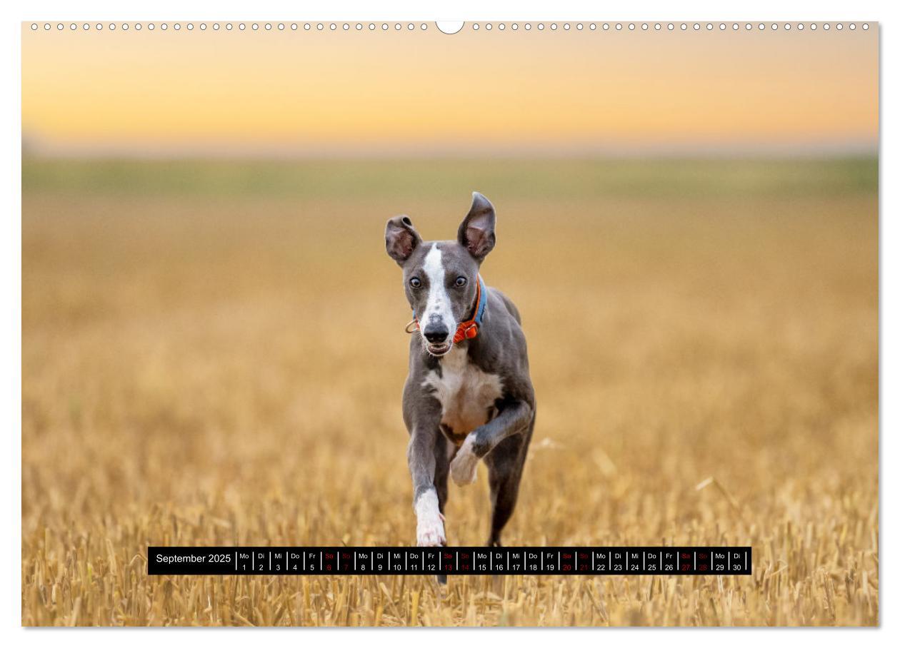 Bild: 9783435032983 | Das erste Whippet-Jahr (hochwertiger Premium Wandkalender 2025 DIN...