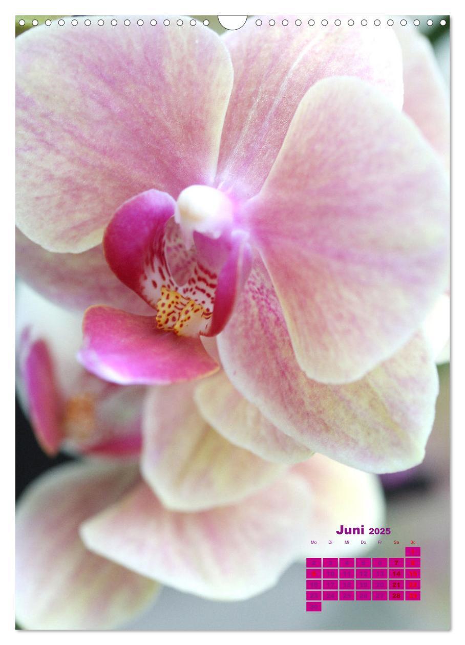 Bild: 9783435903313 | Traumhafte Orchideen (Wandkalender 2025 DIN A3 hoch), CALVENDO...