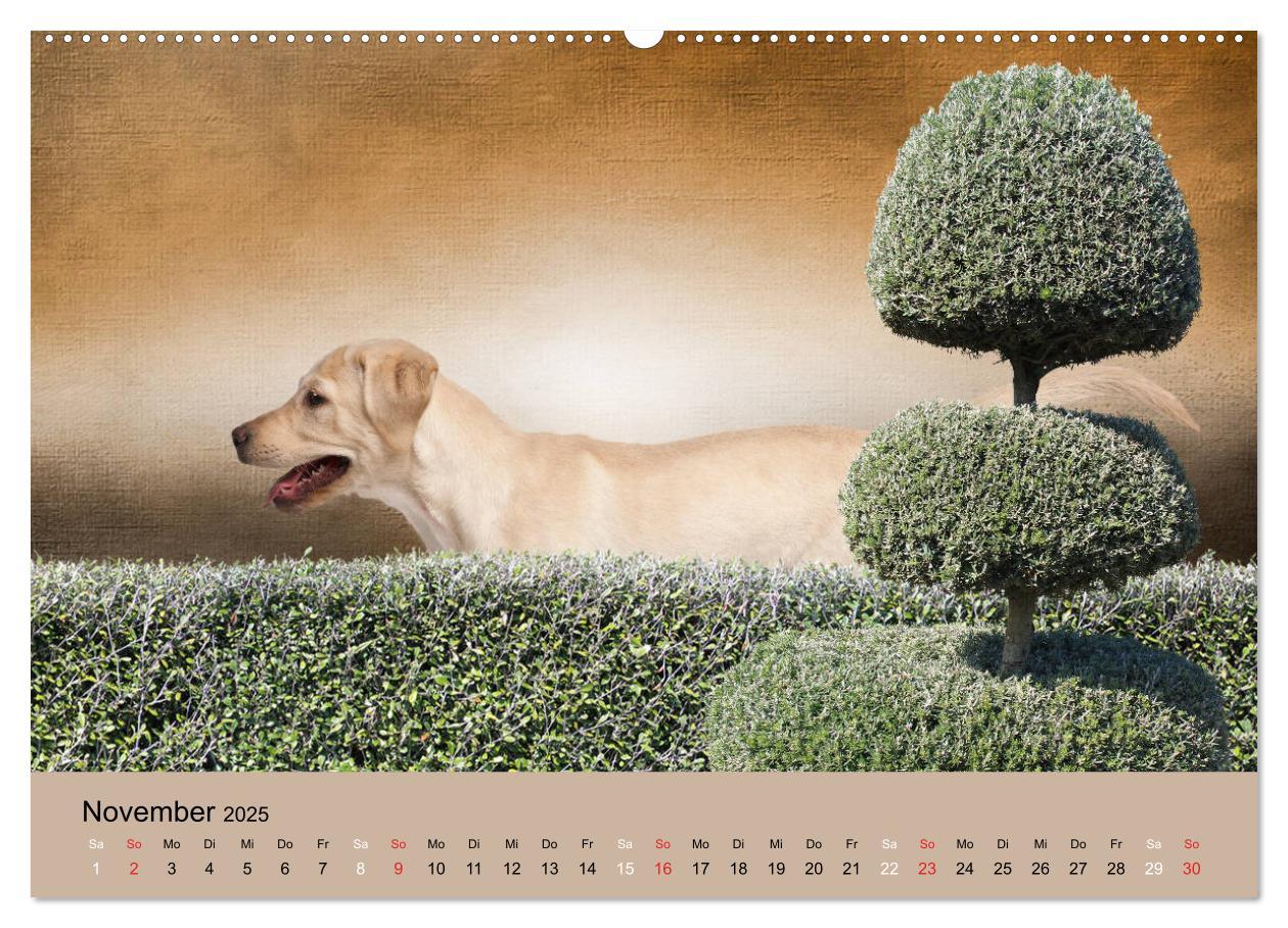 Bild: 9783435160860 | Labrador Retriever unsere Freunde (Wandkalender 2025 DIN A2 quer),...