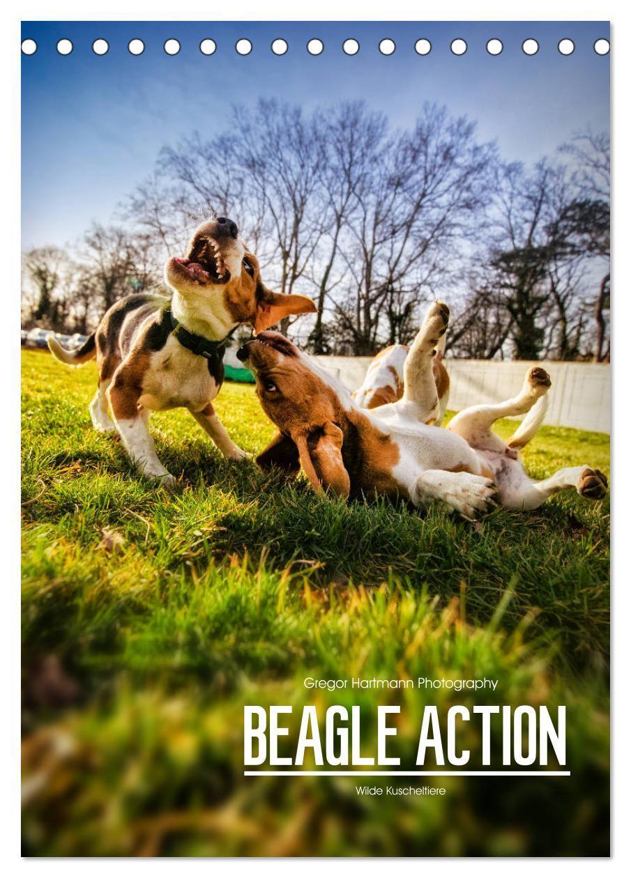 Cover: 9783675460249 | Beagle Action - Wilde Kuscheltiere (Tischkalender 2024 DIN A5...