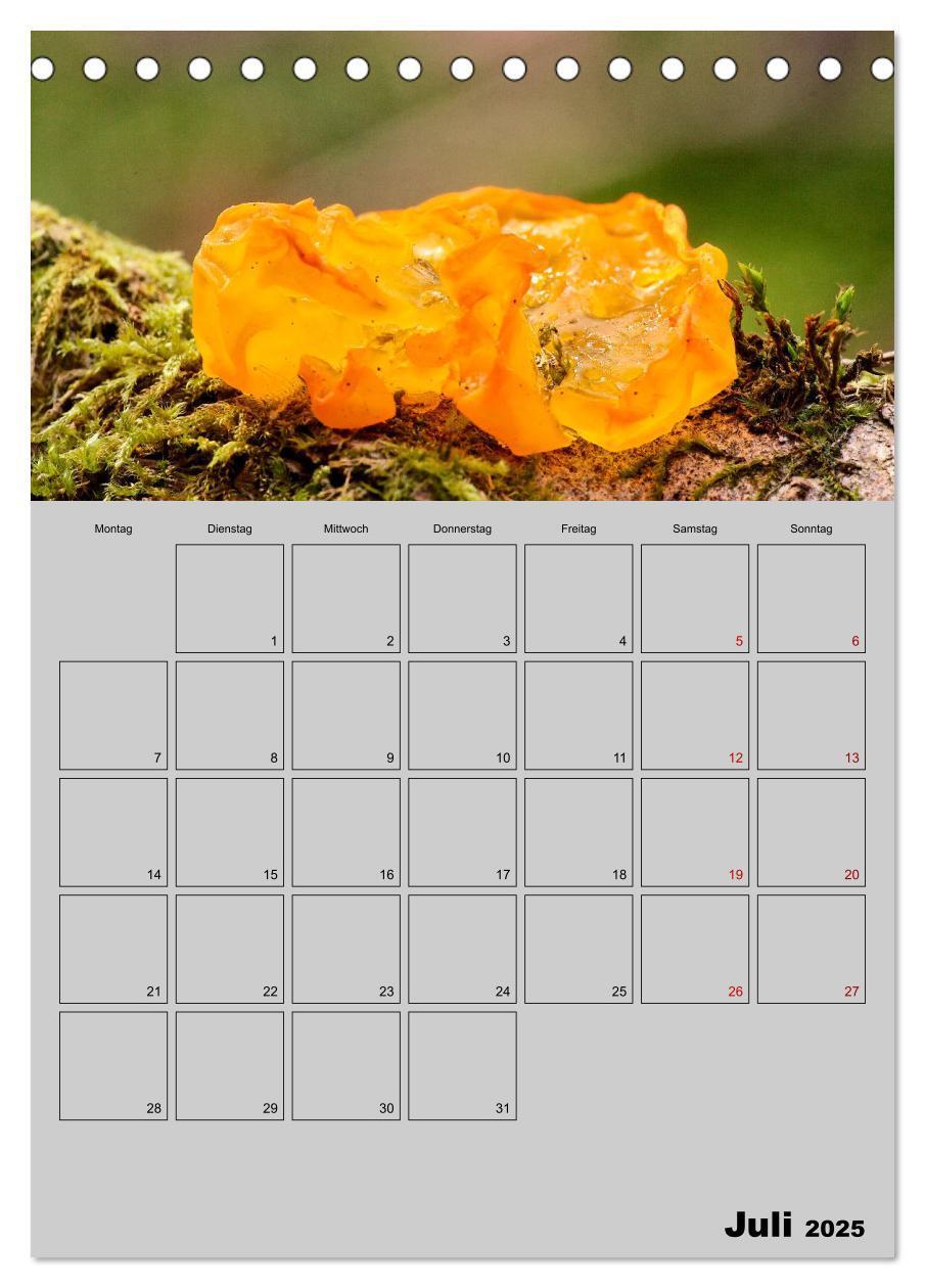 Bild: 9783435942367 | Quer durch die Pilze (Tischkalender 2025 DIN A5 hoch), CALVENDO...