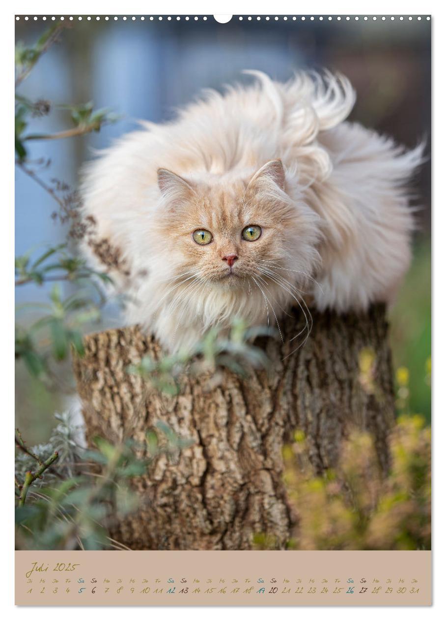 Bild: 9783435891245 | Plüschige Katzen im Garten (Wandkalender 2025 DIN A2 hoch),...