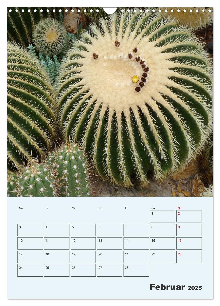 Bild: 9783435969685 | Wehrhafte Sukkulenten (Wandkalender 2025 DIN A3 hoch), CALVENDO...