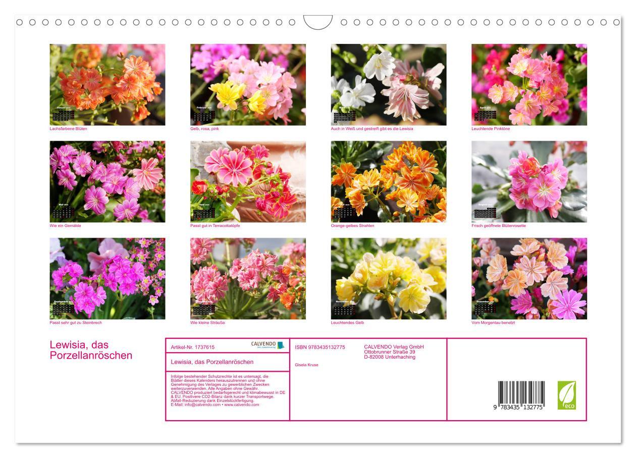 Bild: 9783435132775 | Lewisia, das Porzellanröschen (Wandkalender 2025 DIN A3 quer),...