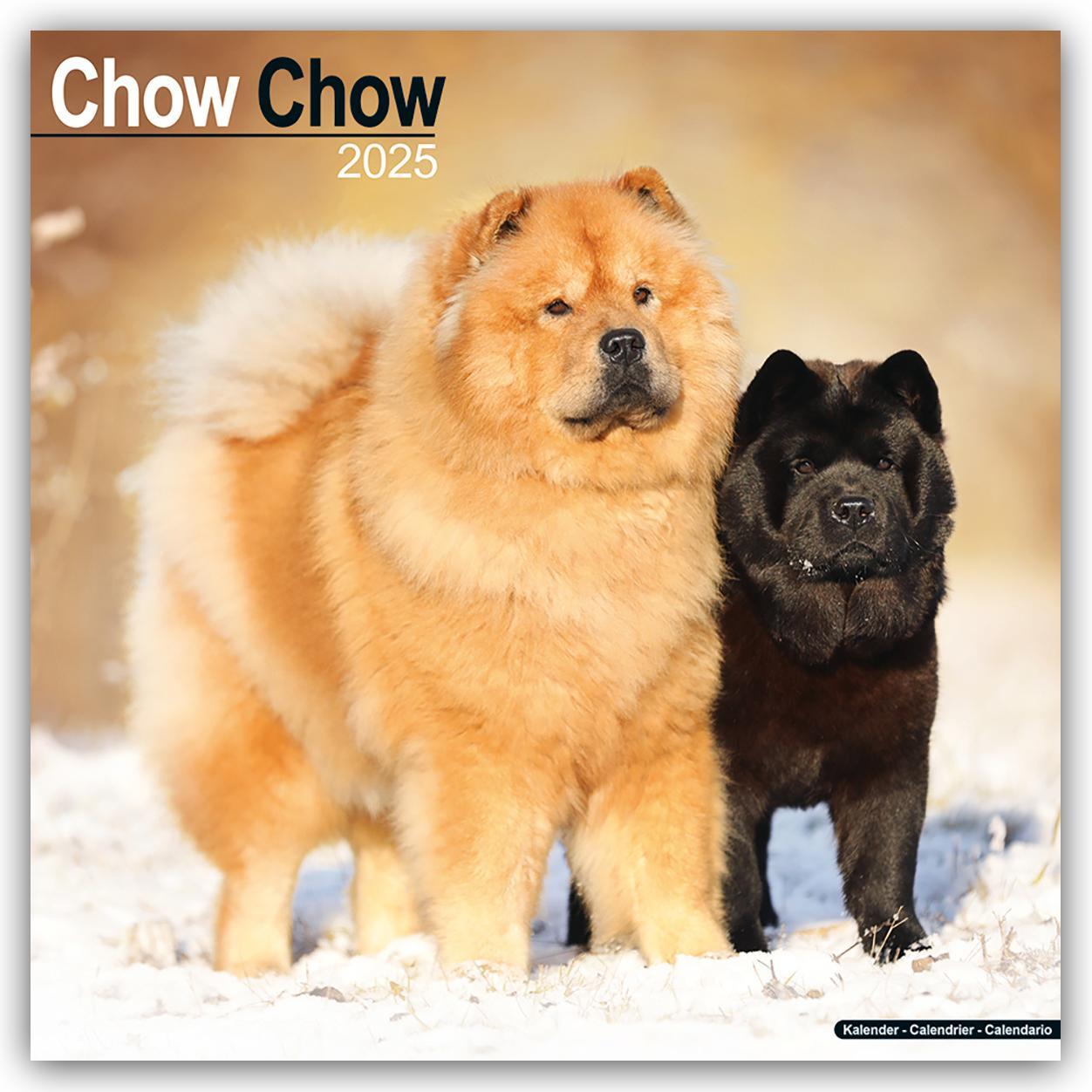 Cover: 9781804603291 | Chow Chow 2025 - 16-Monatskalender | Avonside Publishing Ltd | 13 S.