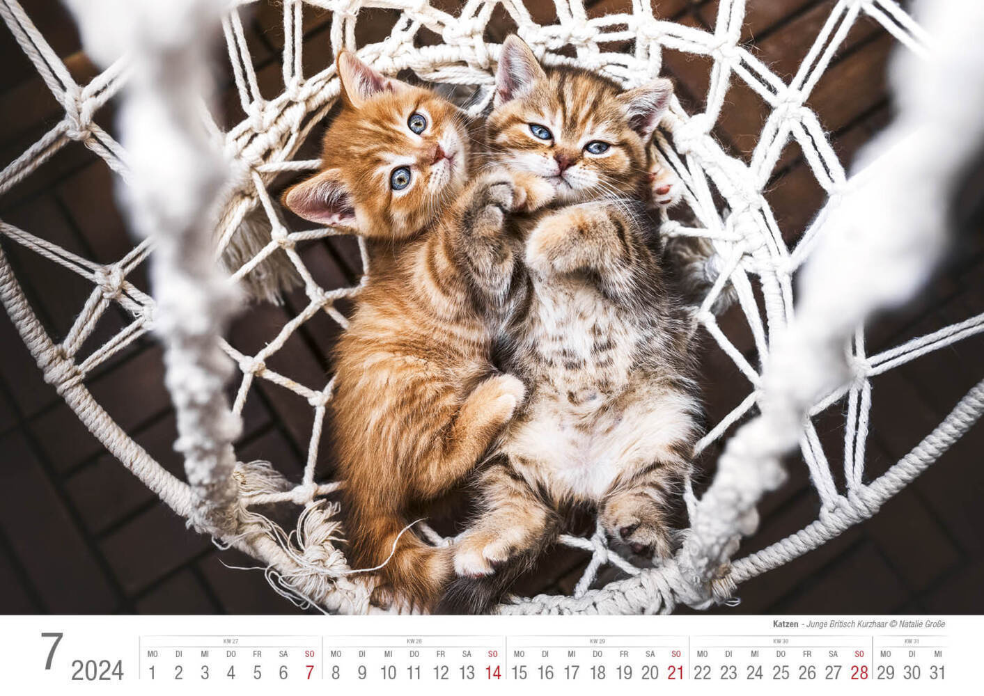 Bild: 9783965352001 | Katzen 2024 Bildkalender A3 quer - Natalie Große | Holger Klaes | 2024