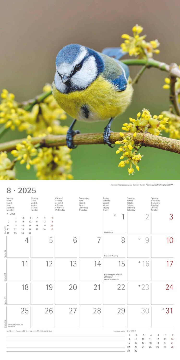 Bild: 4251732340728 | Vögel 2025 - Broschürenkalender 30x30 cm (30x60 geöffnet) -...