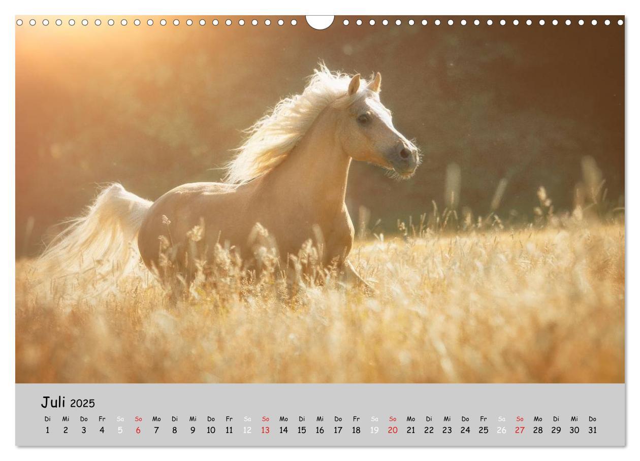 Bild: 9783435563371 | Pferde - Anmut und Stärke gepaart mit Magie (Wandkalender 2025 DIN...