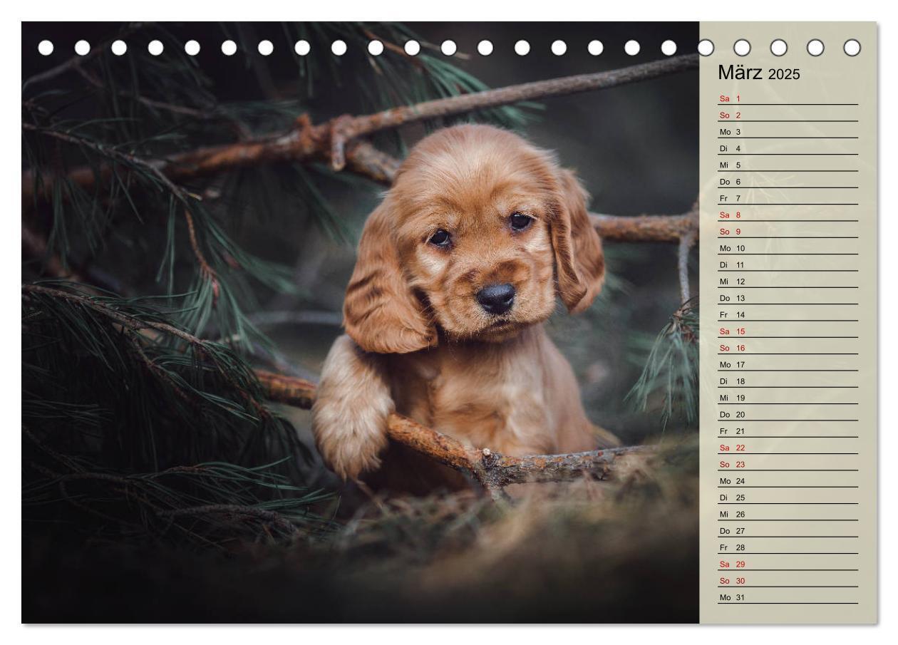 Bild: 9783435328925 | Englische Cocker Spaniel Welpen (Tischkalender 2025 DIN A5 quer),...