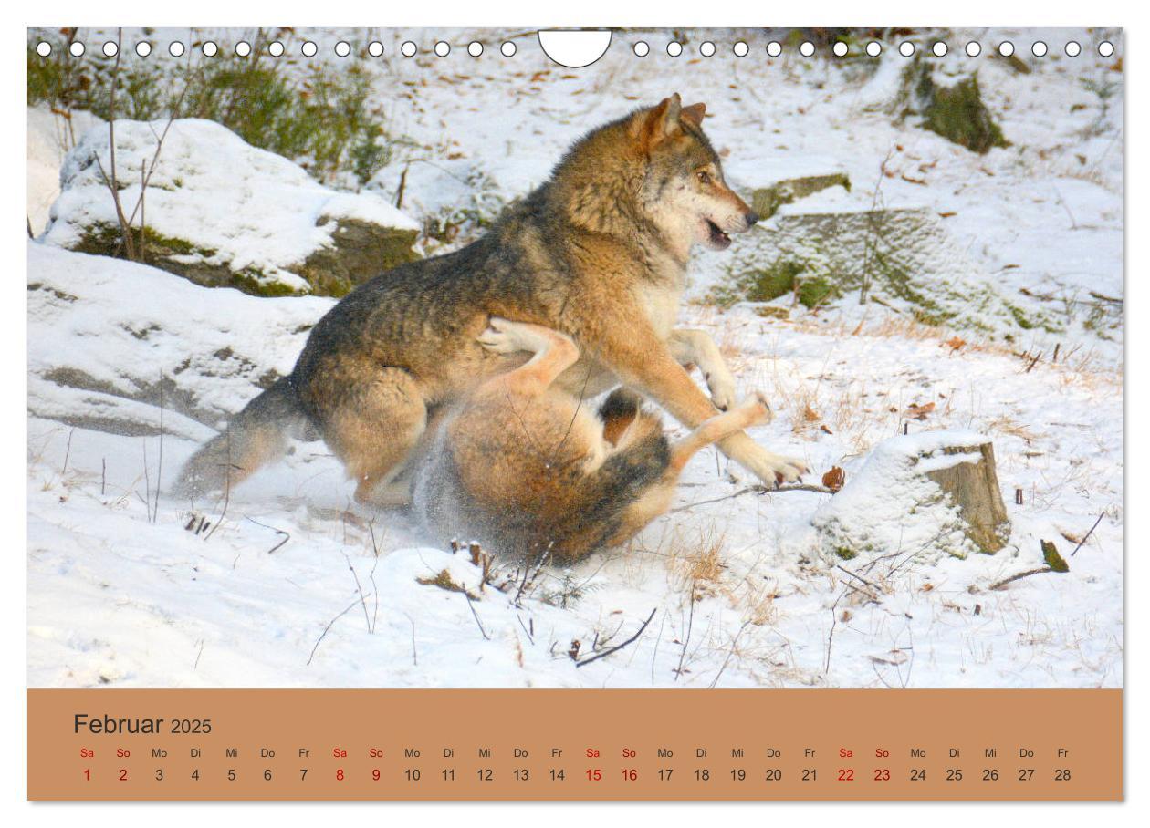 Bild: 9783435393817 | Begegnungen DER WOLF (Wandkalender 2025 DIN A4 quer), CALVENDO...