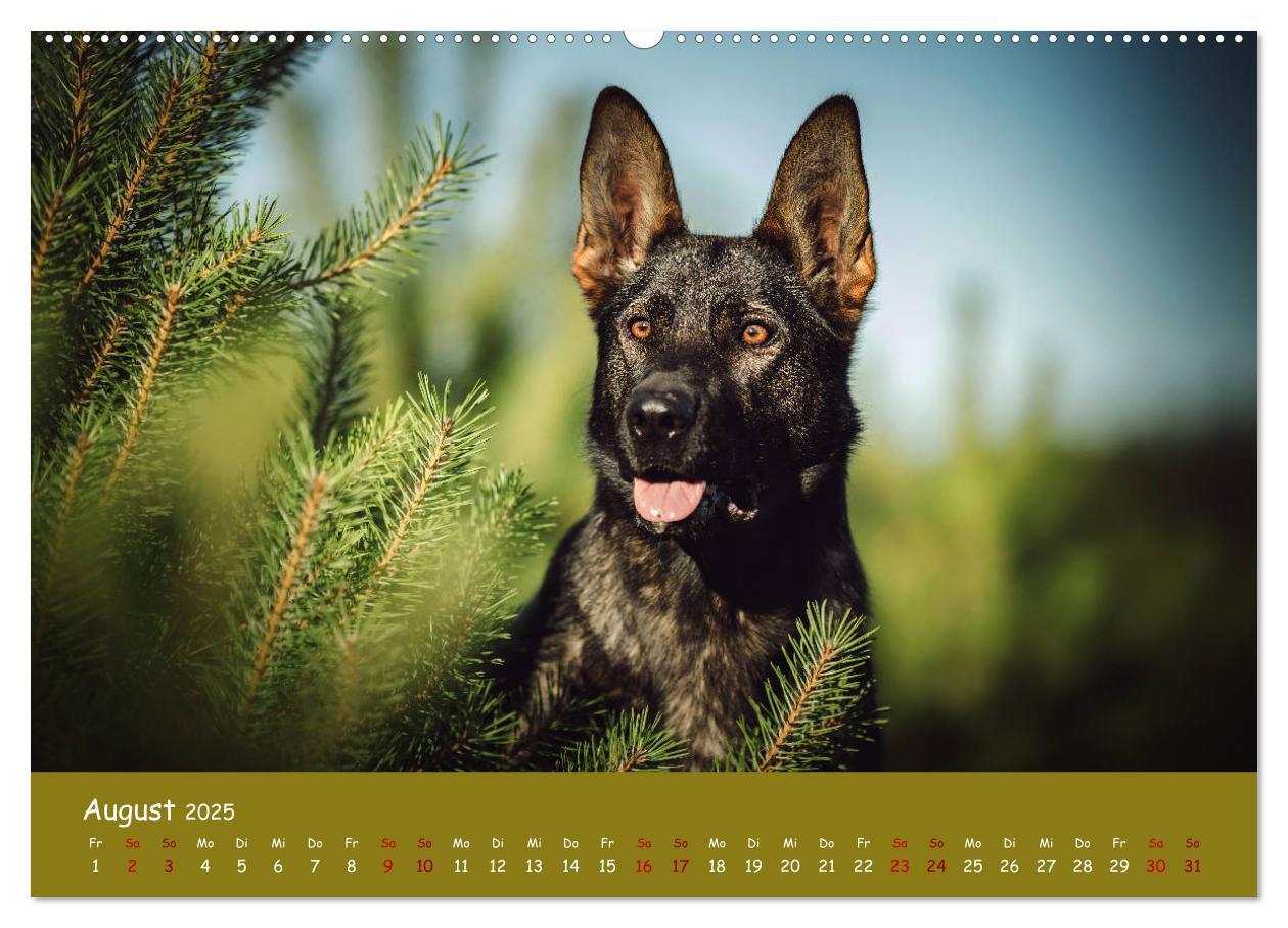 Bild: 9783435350315 | Schäferhunde und Ihre Vielfalt (Wandkalender 2025 DIN A2 quer),...