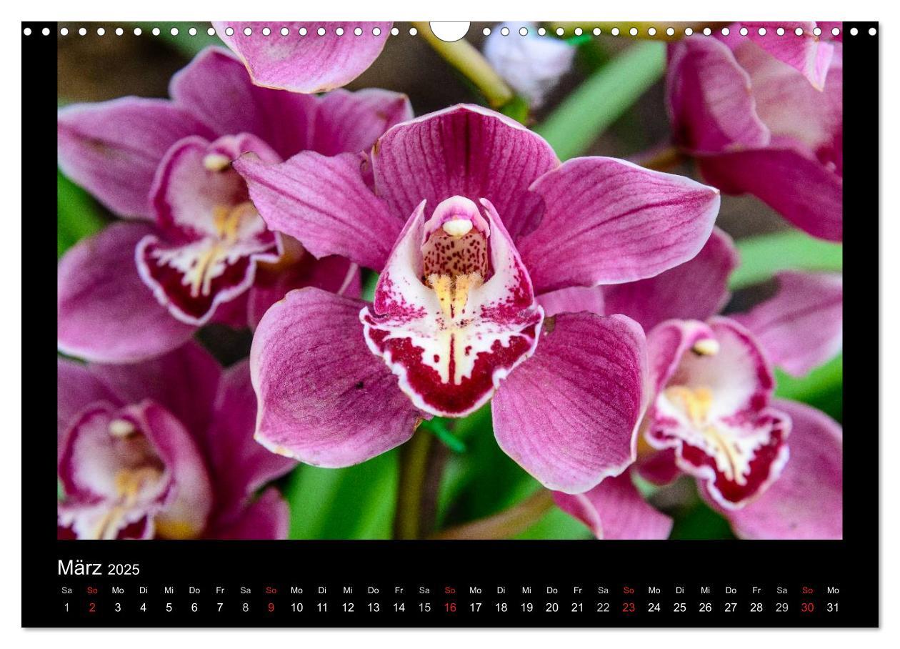 Bild: 9783435598915 | Wunderbare Orchideen (Wandkalender 2025 DIN A3 quer), CALVENDO...