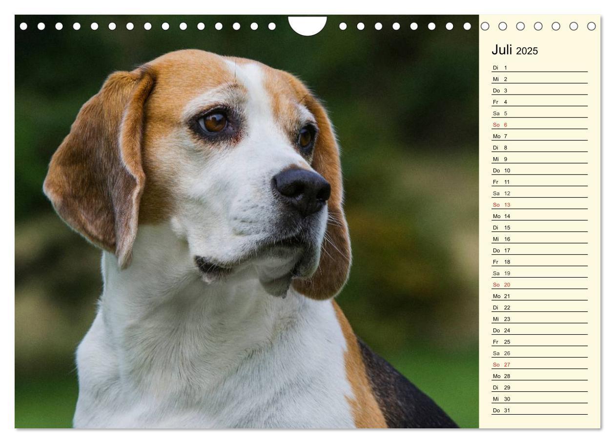 Bild: 9783435541683 | Beagle - Herz auf 4 Pfoten (Wandkalender 2025 DIN A4 quer),...